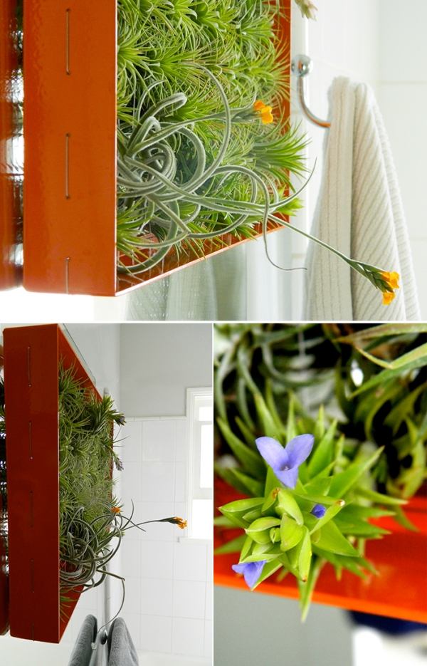 tillandsia rám stena zavesená vertikálna záhrada