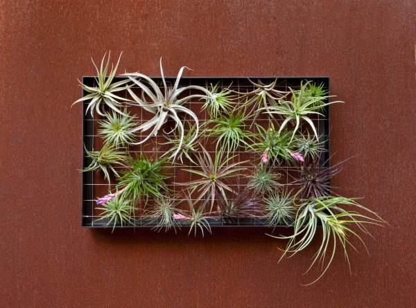 Vertikálny záhradný airplantsman tillandsien bez koreňov