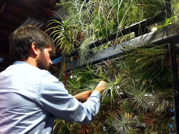 Vertikálne mini záhrady josh roses tillandsia druh rámu