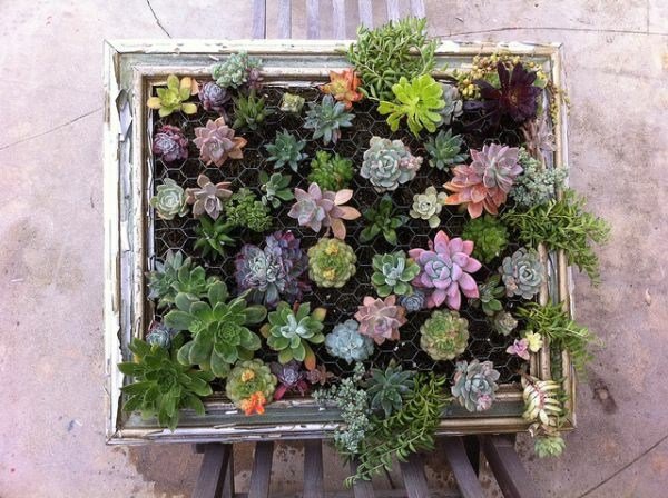 doma vytvorte vždyzelené rastliny sukulenty