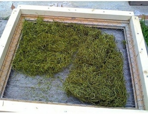 Rám obrazu zo záhradného zeleného machu