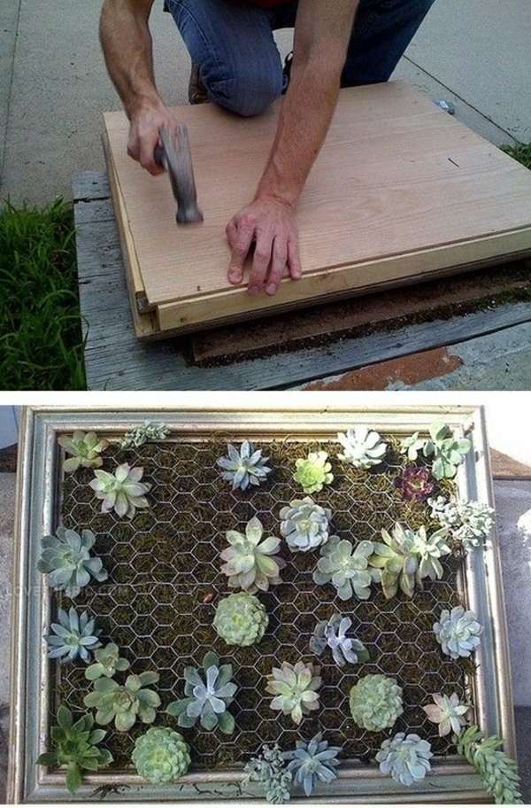 vertikálna záhrada vytvárajúca sukulenty