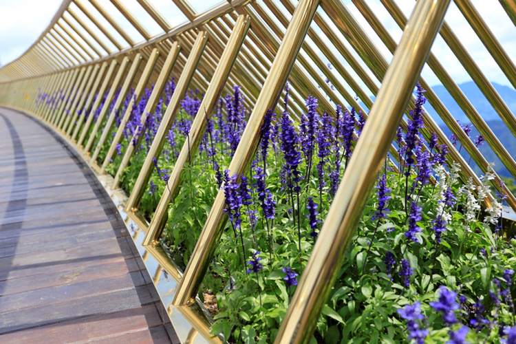 fialové trvalé lobelie zlaté mostové zábradlie