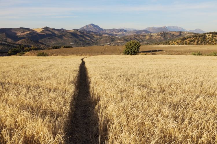 Chráňte pred vírusmi meningitídy vhodným repelentom proti komárom