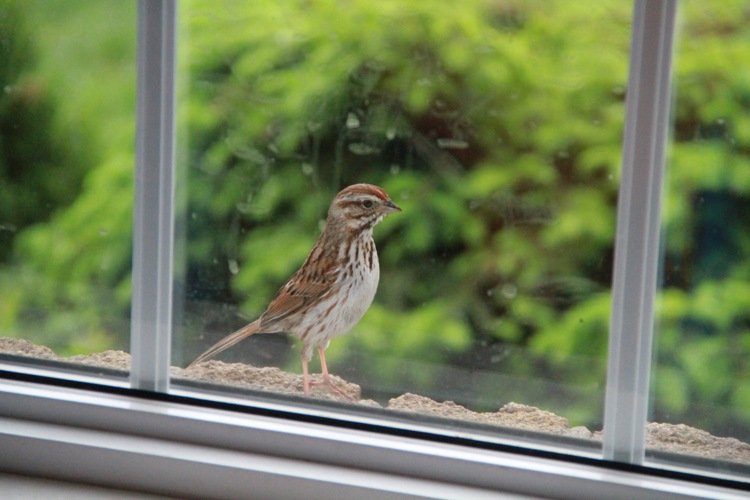 Vtáčia silueta Vtáčia silueta -okenné sklo-vtáko-odolné-nápady