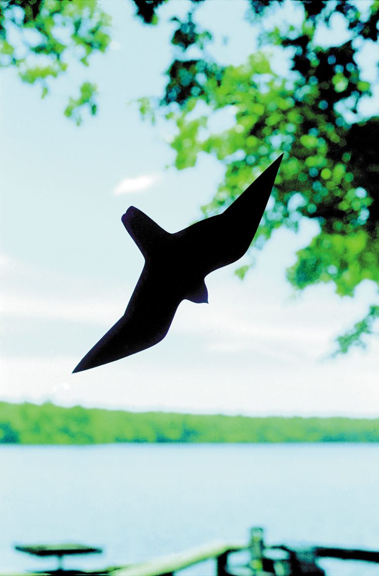 nápady na vtáčie siluety-sklenené okná-vtáčie-bezpečné-motívy