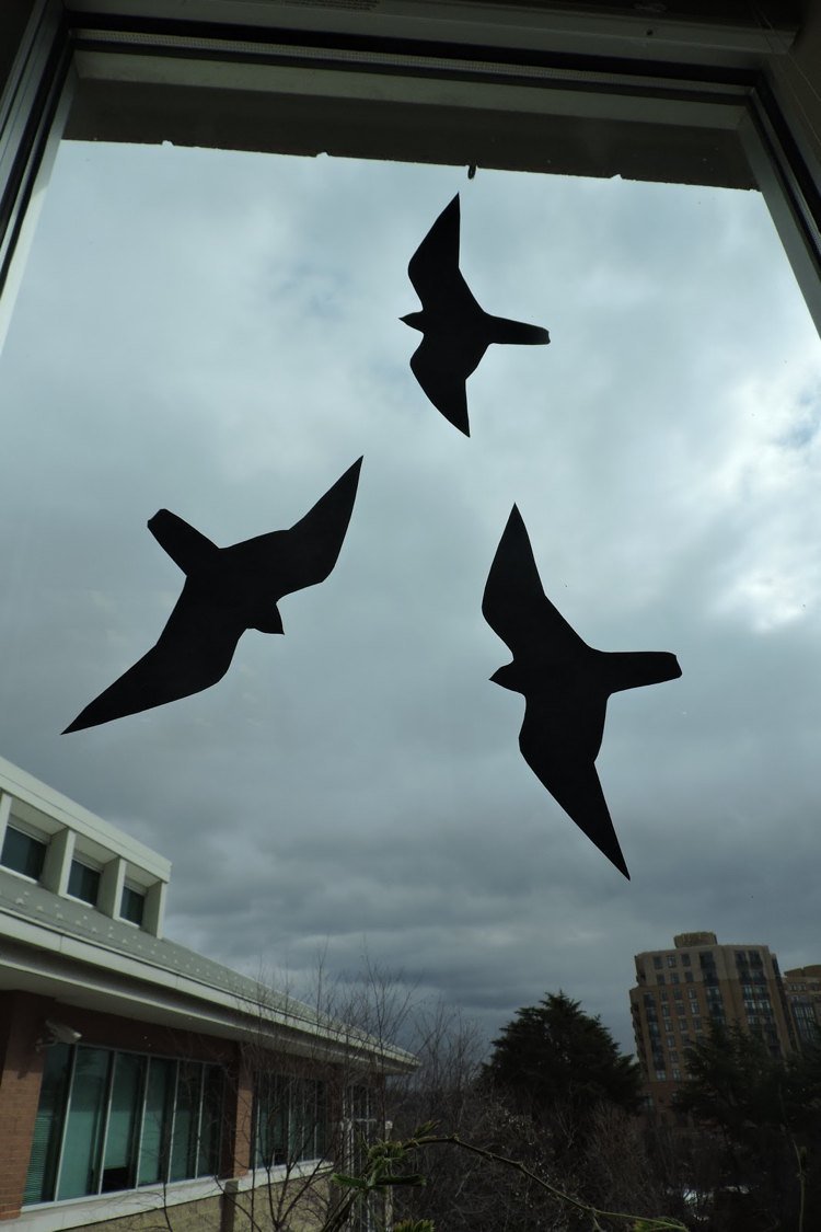 vtáčia silueta-okenné sklo-vtáčí-bezpečný-vzor-motív-kutilstvo