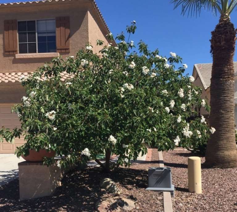 Poskytovateľ dizajnu-predná záhrada-Stredomorie-opadavý-strom