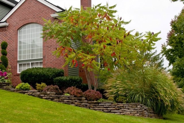 idea-strom-pred-dvor-ocot-okrasný-tráva-čínsky rákos