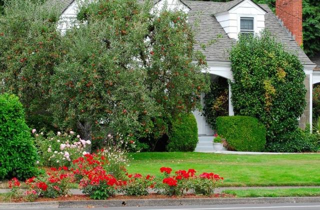 predzáhradka-dizajn-nápady-ovocné stromy-rastliny-jabloň