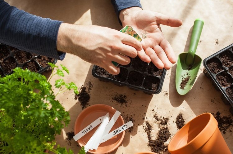 Semená vysievajte správne, pričom zohľadnite odporúčanú hĺbku
