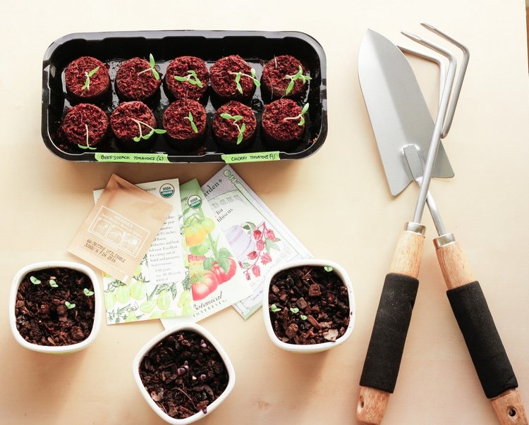 Kedy zasiať ktoré semená