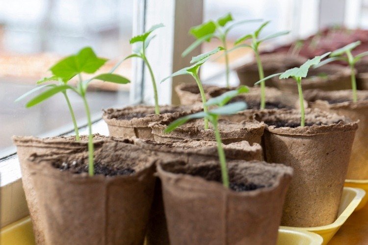Uprednostňujte sadenice semien na parapete