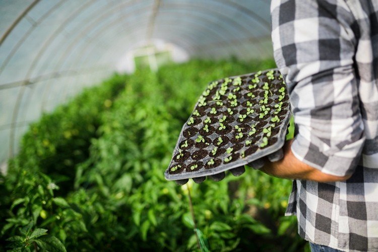 Uprednostňujte sadenice v skleníku