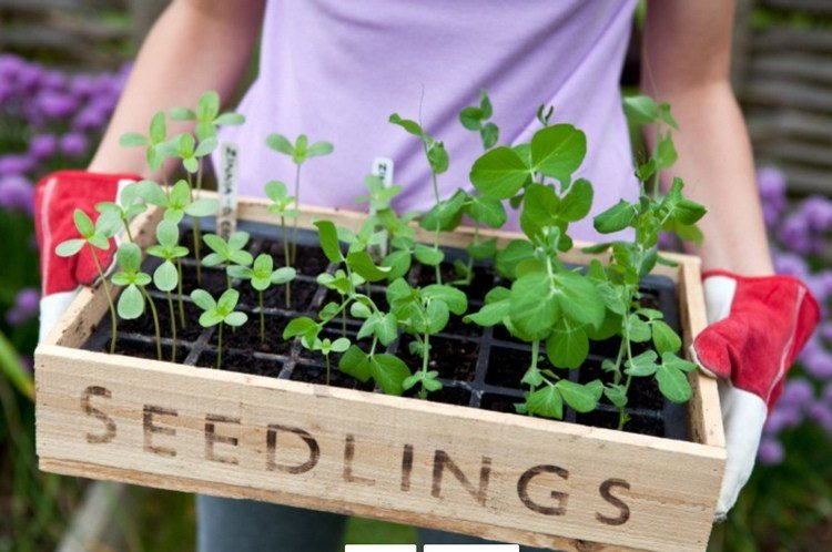 Ako vytiahnuť odrezky zo semien tipy