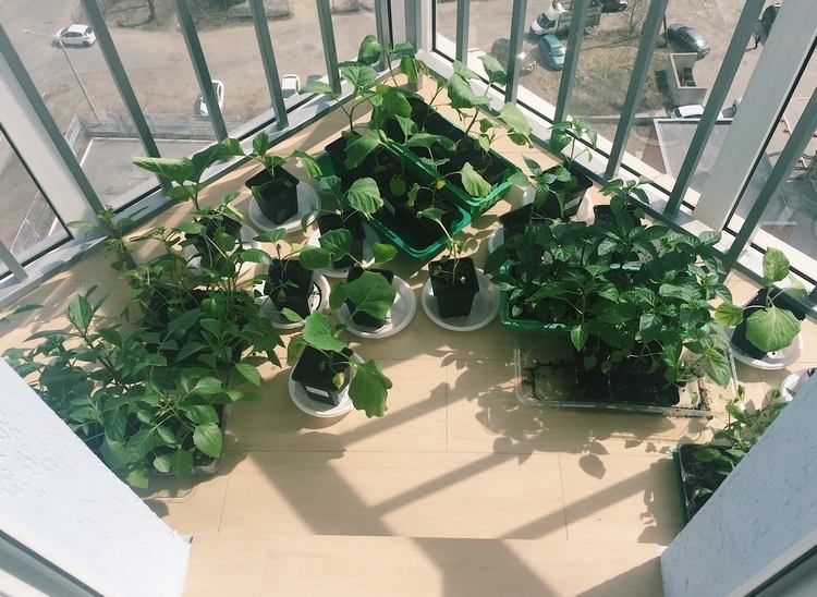 uprednostňujte sadenice na balkóne