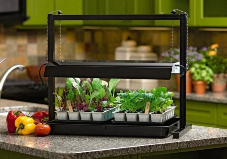 špeciálna lampa na pestovanie sadeníc