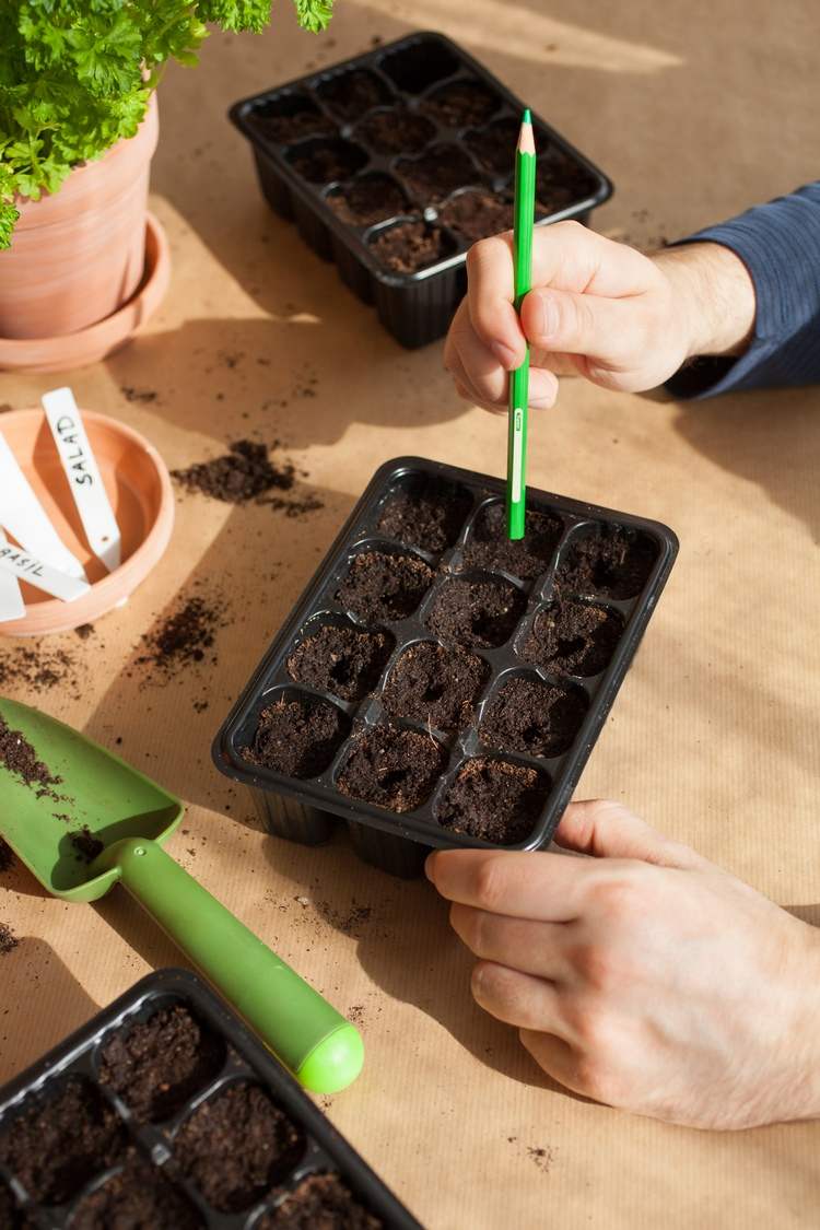 uprednostnite semená v kvetináči