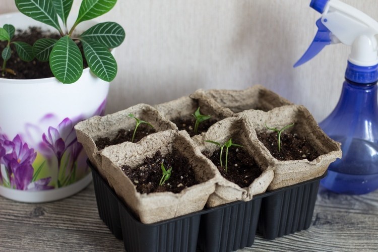 Zalievanie sadeníc sprejovou fľašou