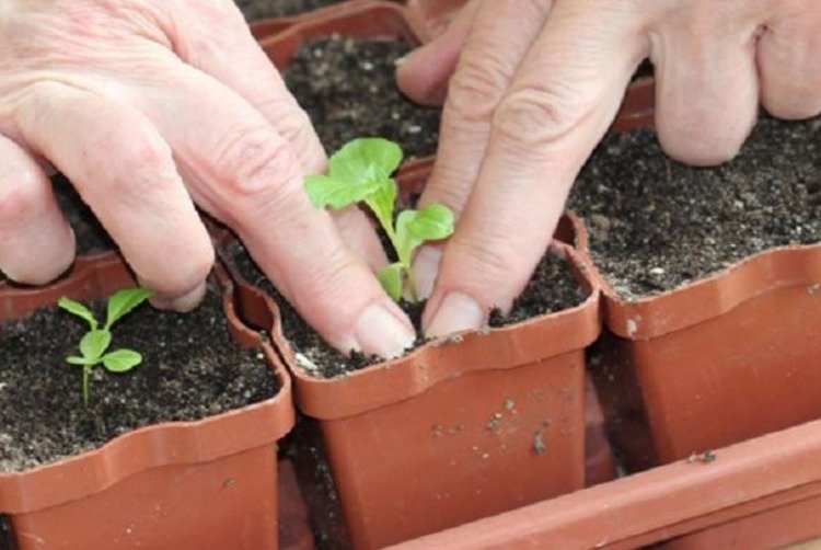 Odrezky vypichajte jednotlivo