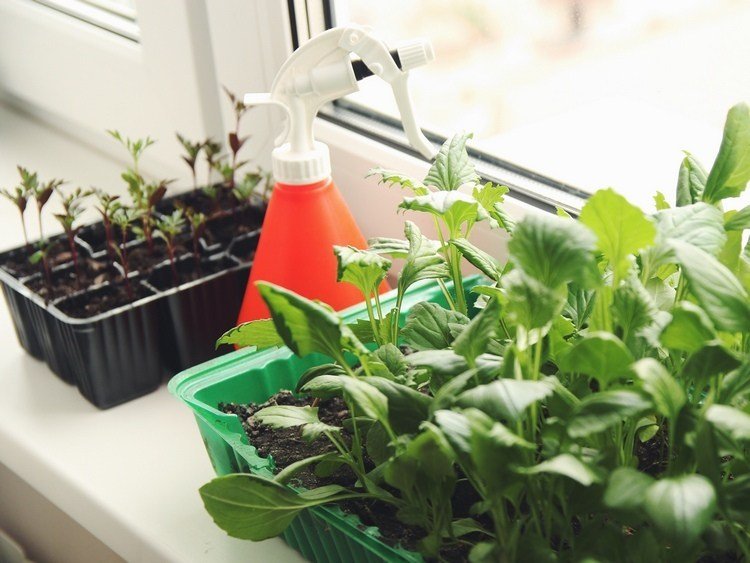 Vysejte semená a uprednostnite stromčeky na okennom parapete