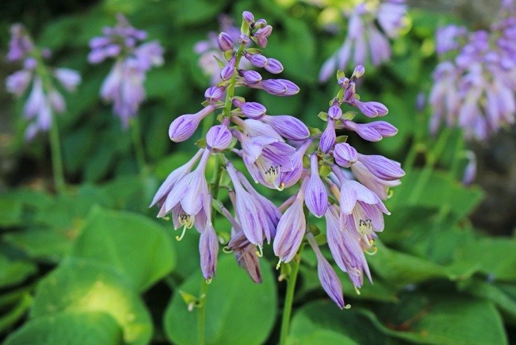 Po odkvitnutí odrežte hostiteľa