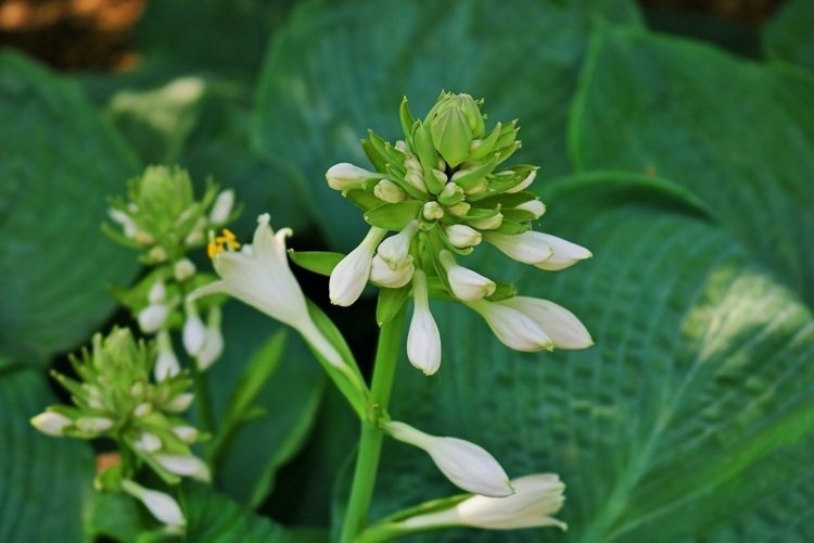 hosta s bielymi kvetmi