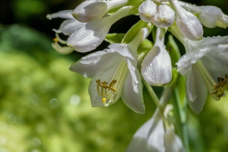 hosta biely kvet