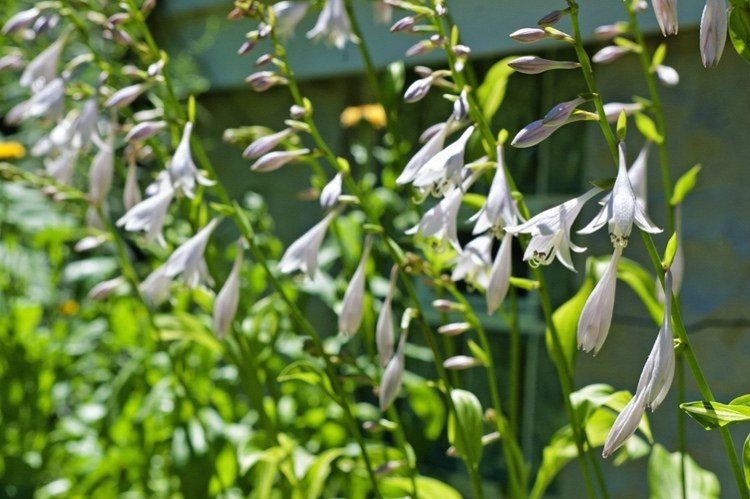 funkie hosta doba kvitnutia v lete