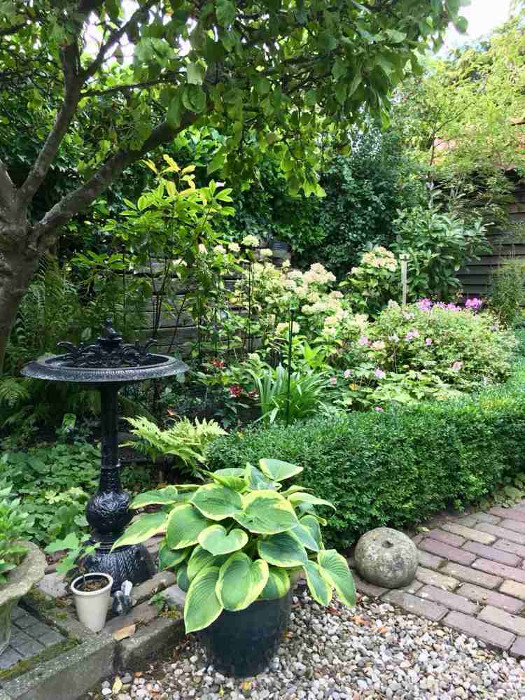 hosta vo vedre nekvitne