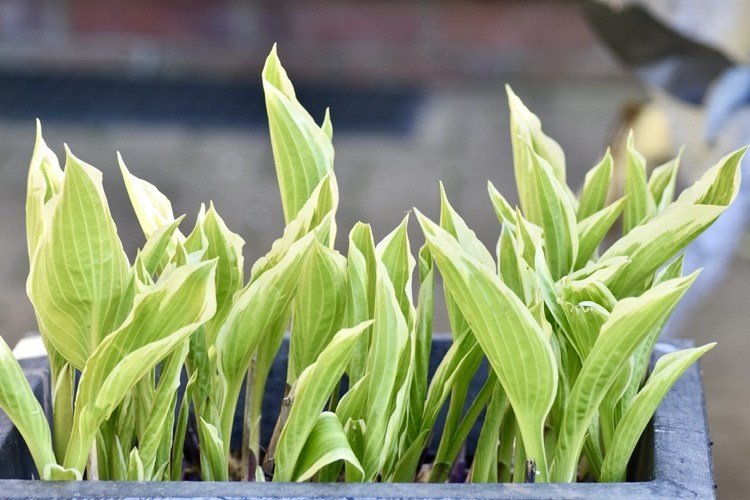 hosta im kübel vyvíja na jar nové listy