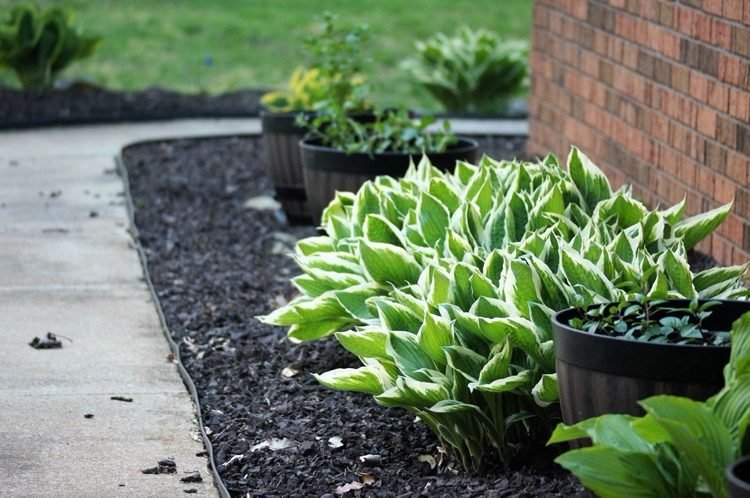 Funkia hosta nekvitne prečo