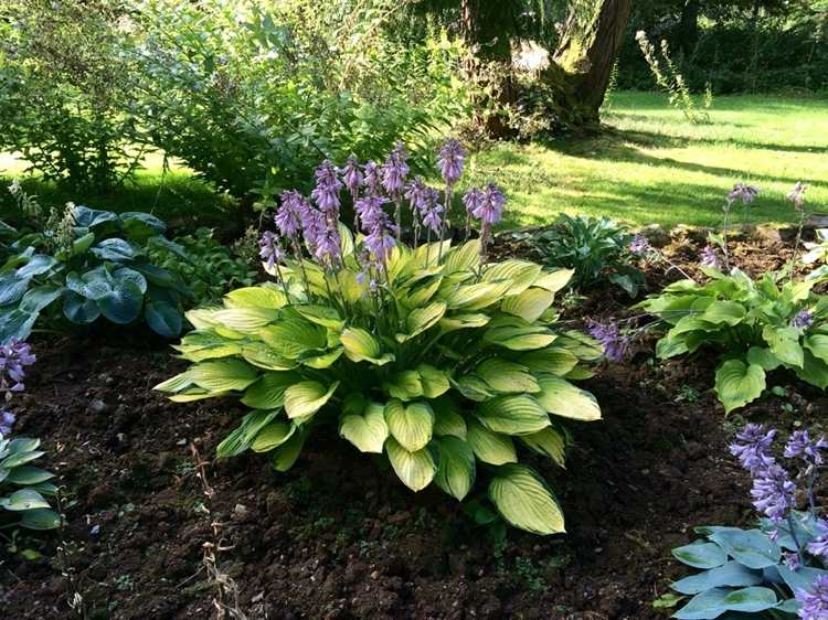 Funkia v tieni s fialovými kvetmi