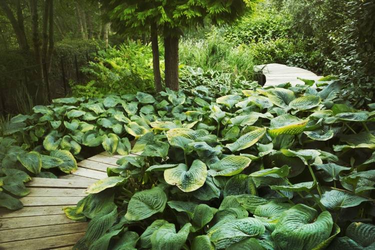 hosta nekvitne v plnom tieni