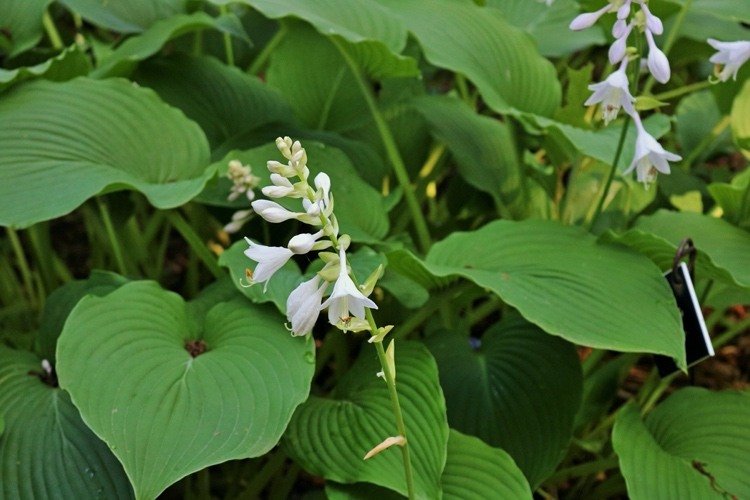 Ktorá hosta má voňavé kvety?