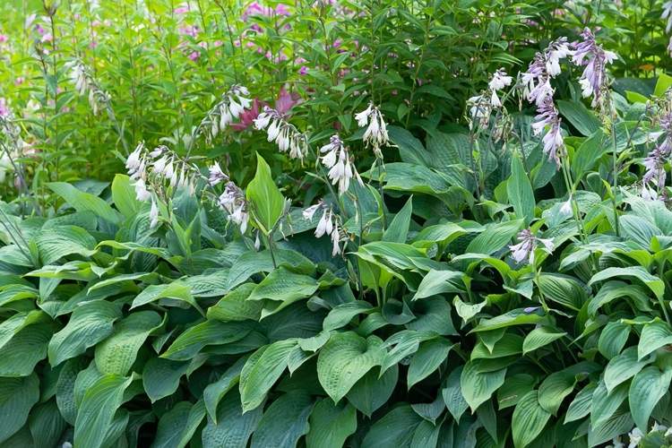 Funkia Hosta s voňavými levanduľovo-bielymi kvetmi