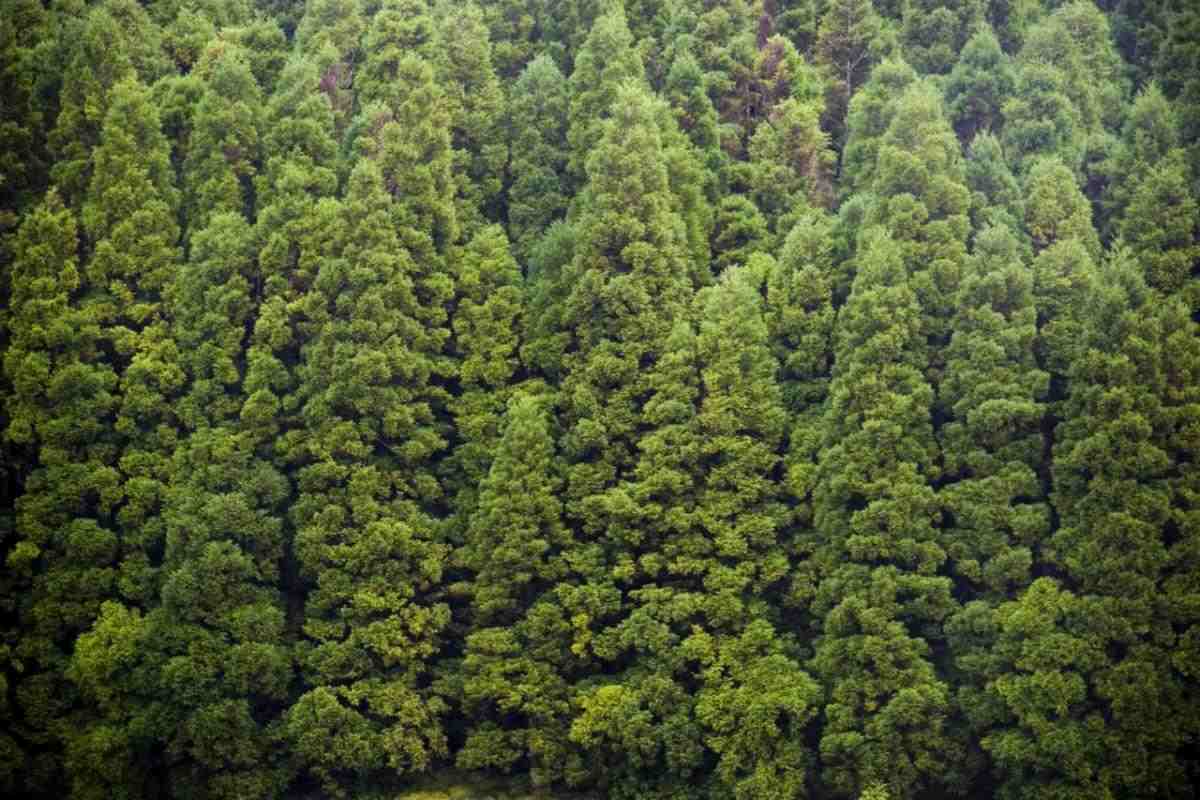 Kyslík produkovaný rastlinami na súši je konzumovaný organizmami
