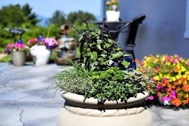 kombinujte rôzne bylinky vo veľkom vedre na terase