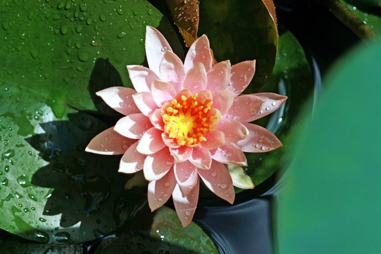 Lotus efekt ako model pre povrchy odpudzujúce špinu čo je bionika lotosový efekt-odpudzujúci vodu-špina