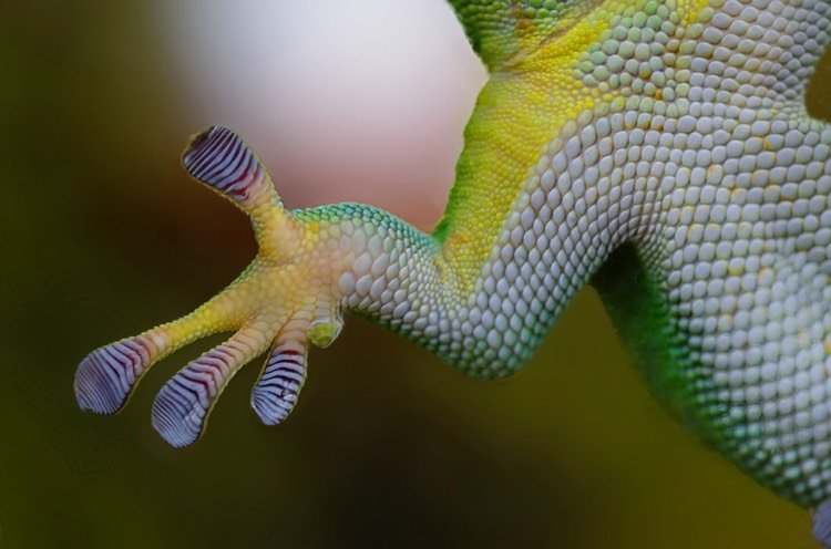 Gecko princíp - lepenie bez lepenia co-je-bionika-gecko-princip-lepidlo-palica