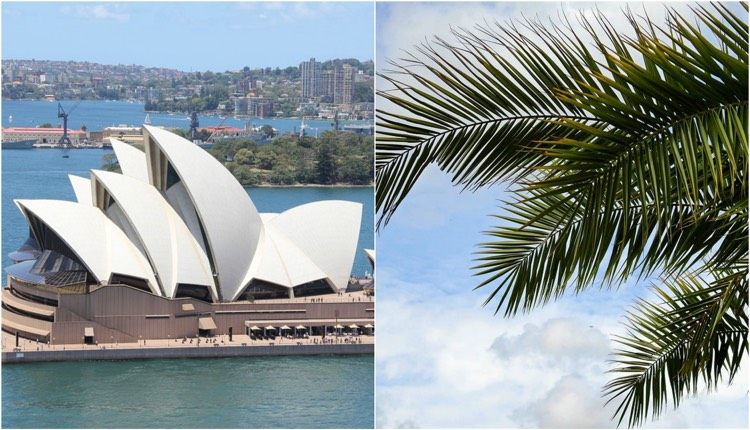 Opera v Sydney ako príklad bioniky v architektúre čo je bionika-príklady-architektúra-sydney-opera-dom-palmové listy