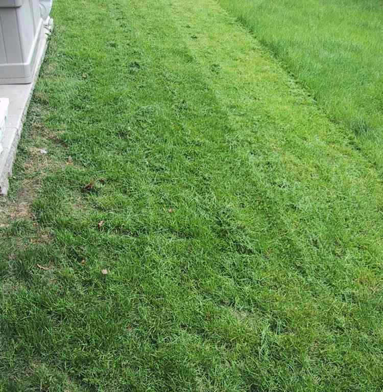 Mulčovací trávnik - čo to je a ako to funguje mulčovanie-kosenie trávnika-ponechanie-použitie-mulčovače