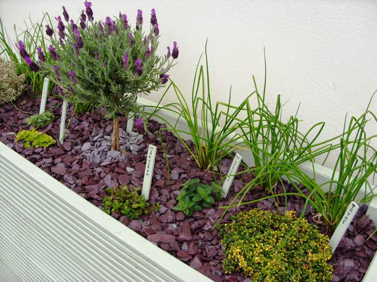 nie všetky bylinky majú radi mulč bylinkový záhon-mulčovací-kôrový-mulčovací-ktorý-typ-vhodný