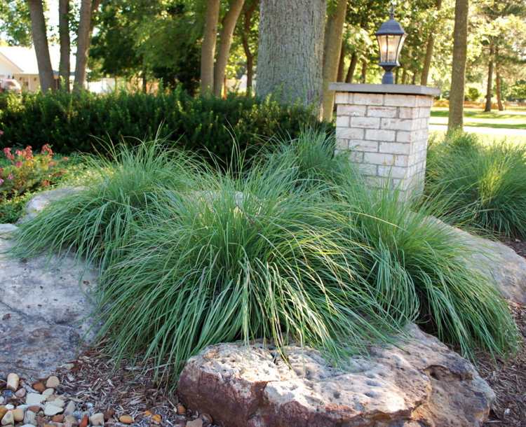 Okrasné trávy mulčujte štrkom alebo iným materiálom Okrasná tráva-mulčovací záhon-štrk-drť