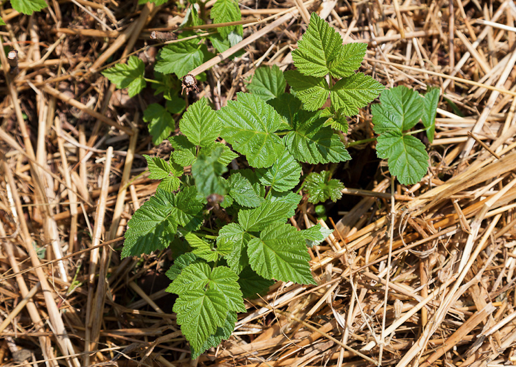 Mulčovacie malinové kríky so slamou maliny-kríky-mulčovač-slama-plytké korene