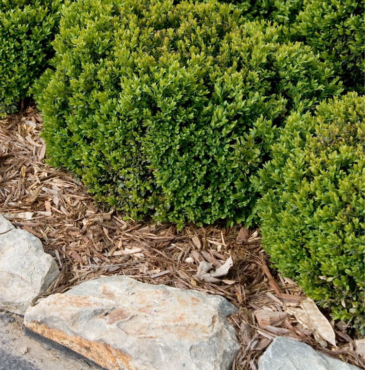 Rastliny mulčujúce živé ploty - zimostráz živé ploty-rastliny mulčujúce-buxus-živé ploty