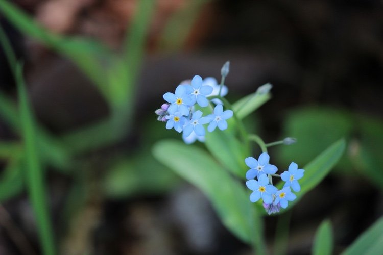 Vysejte v auguste kvety koncom leta, vysaďte nezábudky