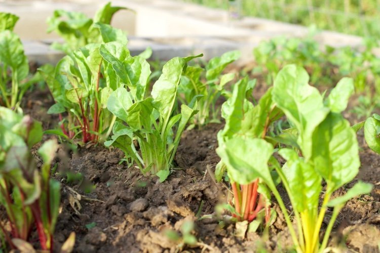 ktorá zelenina je mangold vysadená v auguste