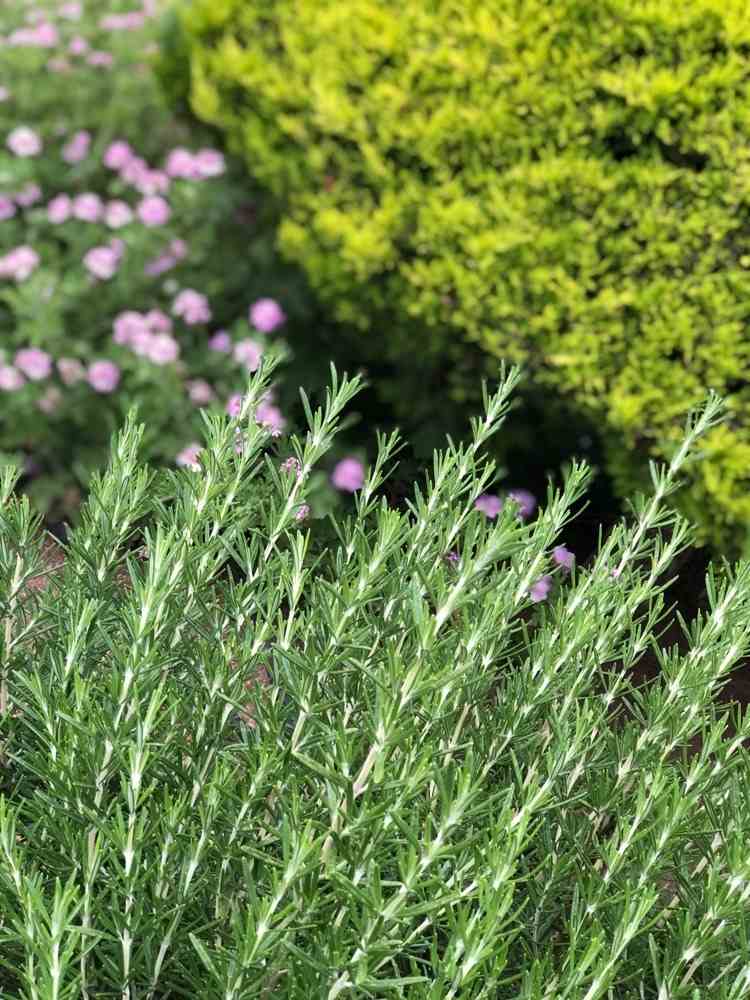 Aké bylinky je možné ešte zasadiť v auguste rozmarín