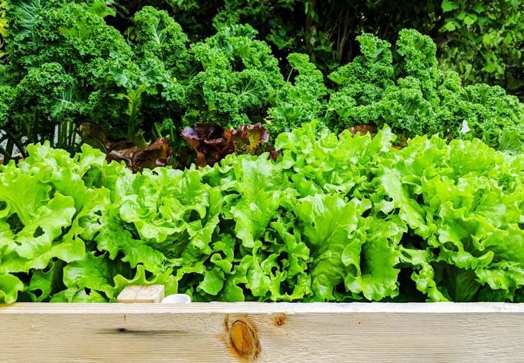 Ktoré rastliny v auguste pre odrody vyvýšeného lôžka